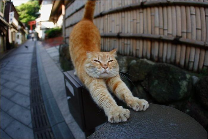 100 Cat Photos (135 pics)