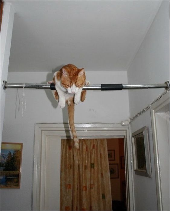 100 Cat Photos (135 pics)