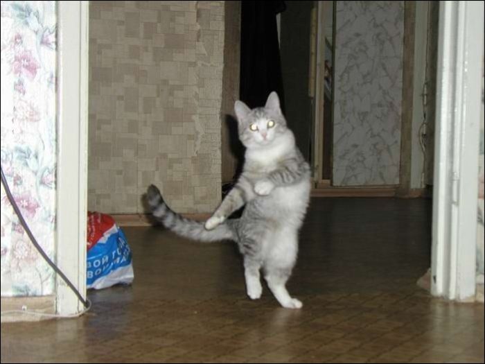 100 Cat Photos (135 pics)