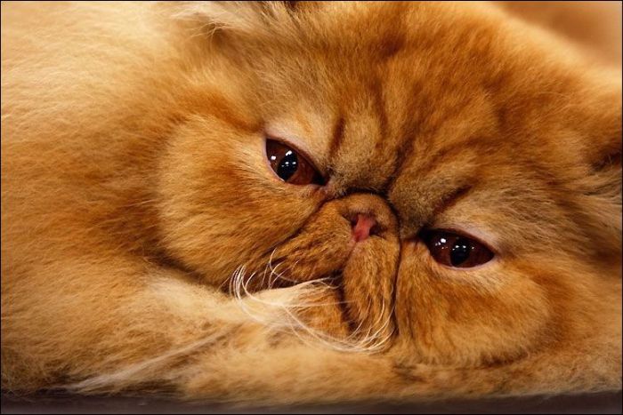 100 Cat Photos (135 pics)