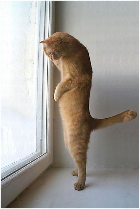 100 Cat Photos (135 pics)
