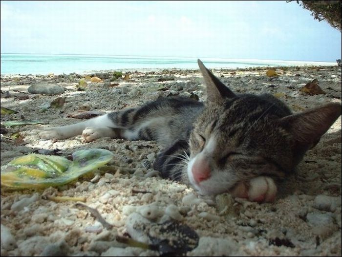 100 Cat Photos (135 pics)