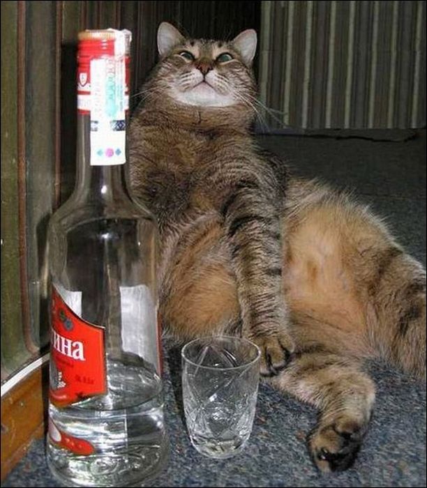100 Cat Photos (135 pics)