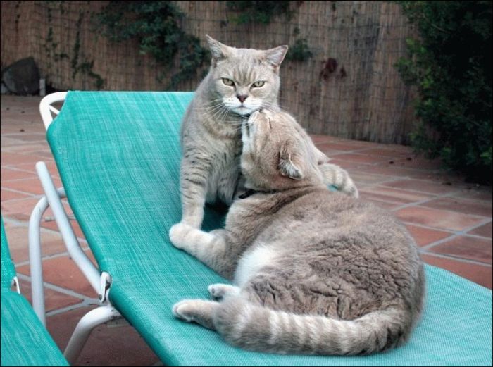100 Cat Photos (135 pics)