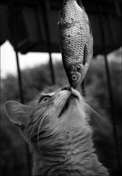 100 Cat Photos (135 pics)