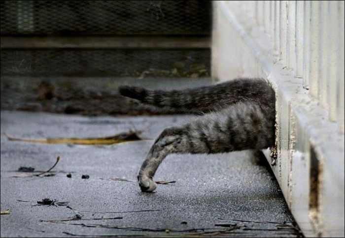 100 Cat Photos (135 pics)