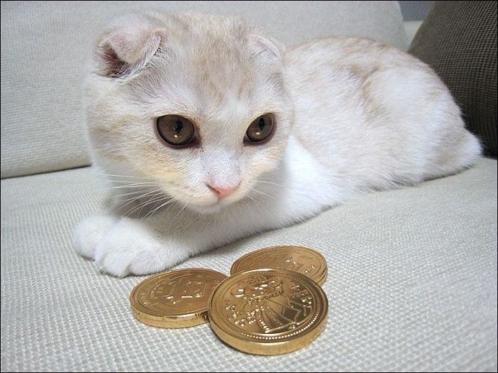 100 Cat Photos (135 pics)