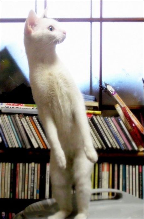 100 Cat Photos (135 pics)