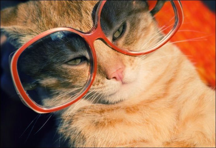 100 Cat Photos (135 pics)