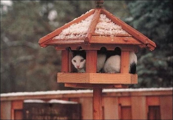 100 Cat Photos (135 pics)