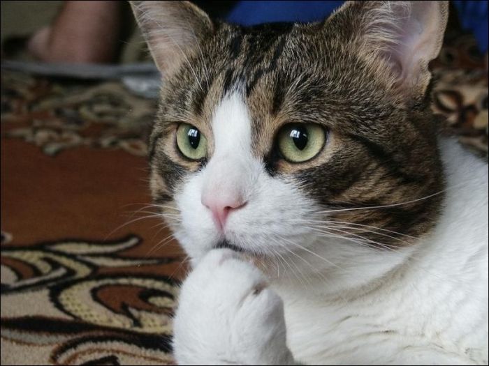 100 Cat Photos (135 pics)