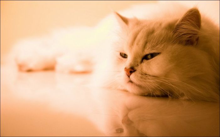 100 Cat Photos (135 pics)