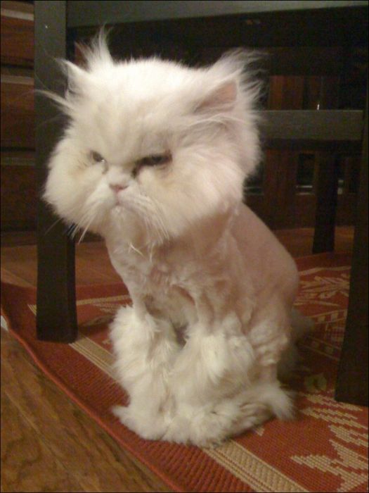100 Cat Photos (135 pics)
