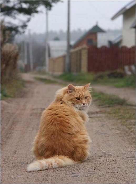 100 Cat Photos (135 pics)