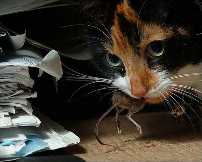 100 Cat Photos (135 pics)