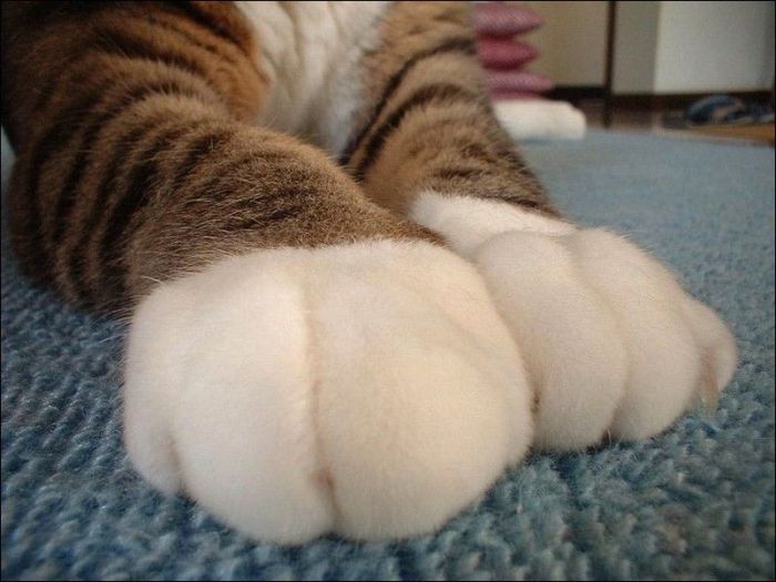 100 Cat Photos (135 pics)