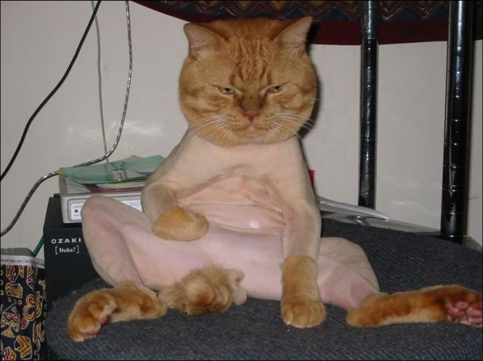 100 Cat Photos (135 pics)