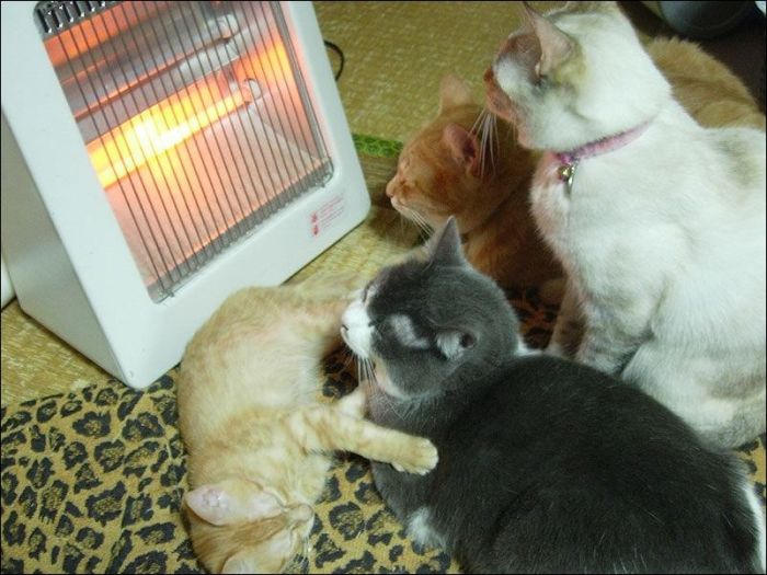 100 Cat Photos (135 pics)
