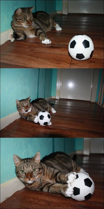 100 Cat Photos (135 pics)