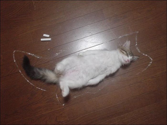 100 Cat Photos (135 pics)
