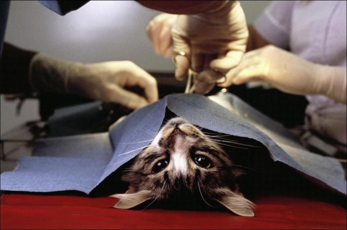 100 Cat Photos (135 pics)