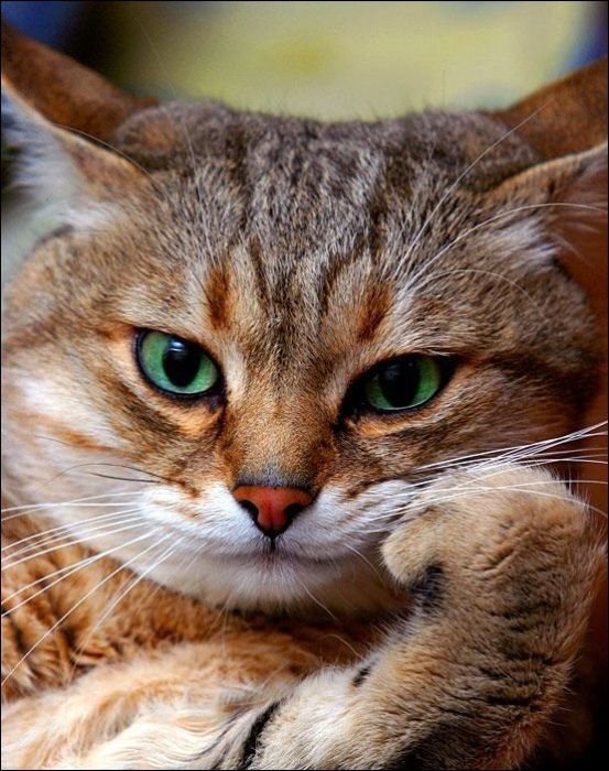 100 Cat Photos (135 pics)