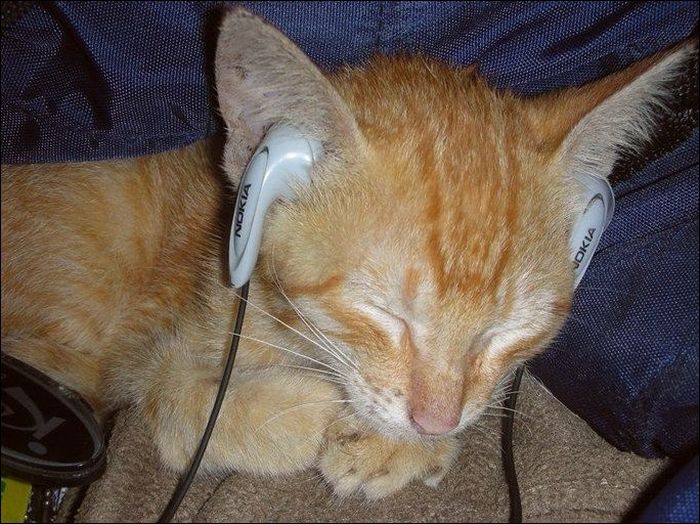 100 Cat Photos (135 pics)