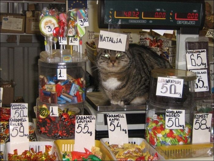 100 Cat Photos (135 pics)