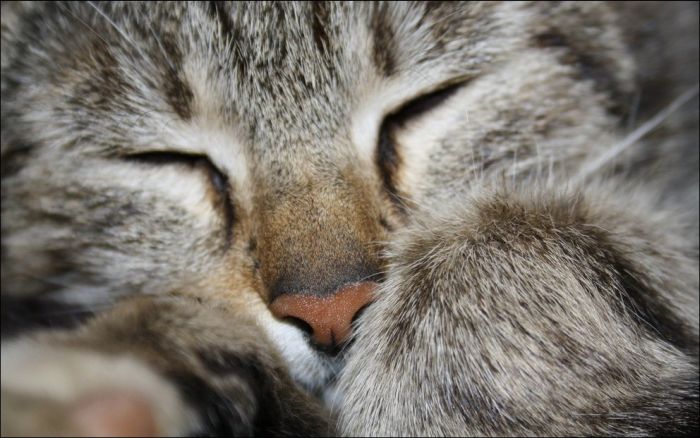 100 Cat Photos (135 pics)
