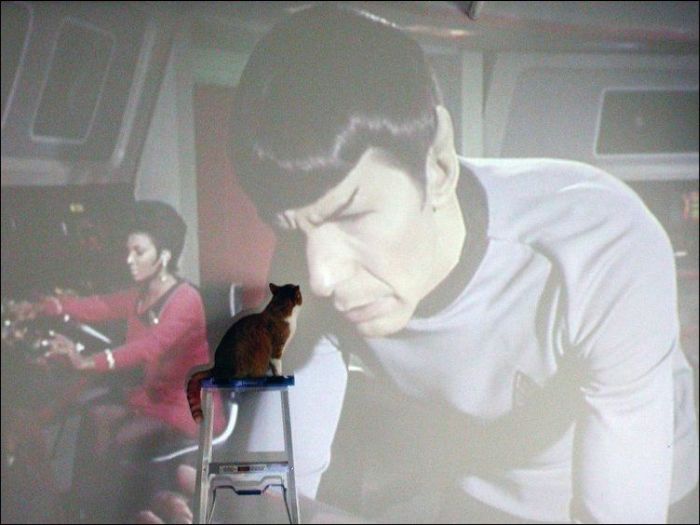 100 Cat Photos (135 pics)