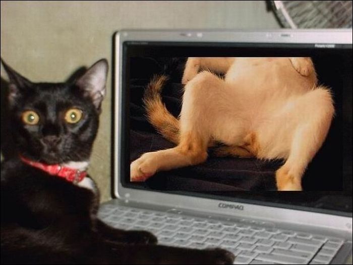 100 Cat Photos (135 pics)