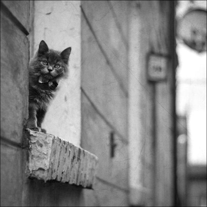 100 Cat Photos (135 pics)