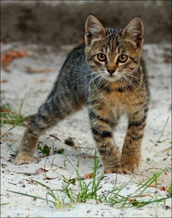100 Cat Photos (135 pics)