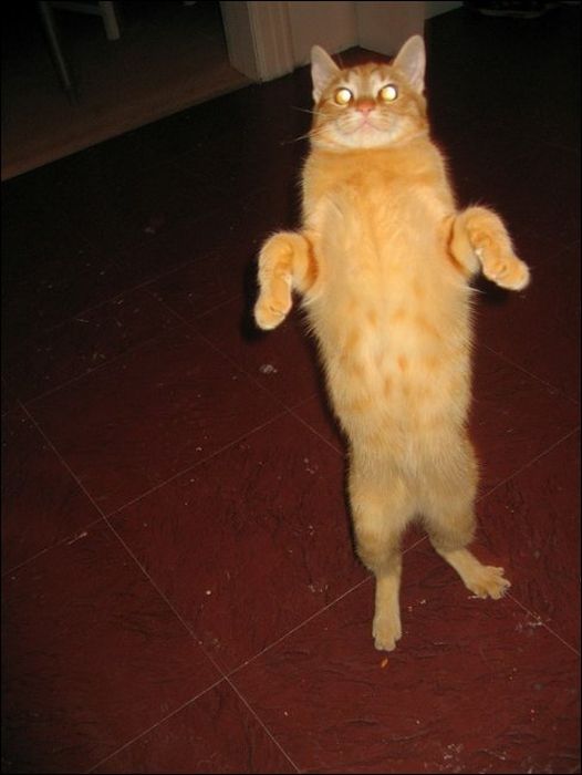 100 Cat Photos (135 pics)