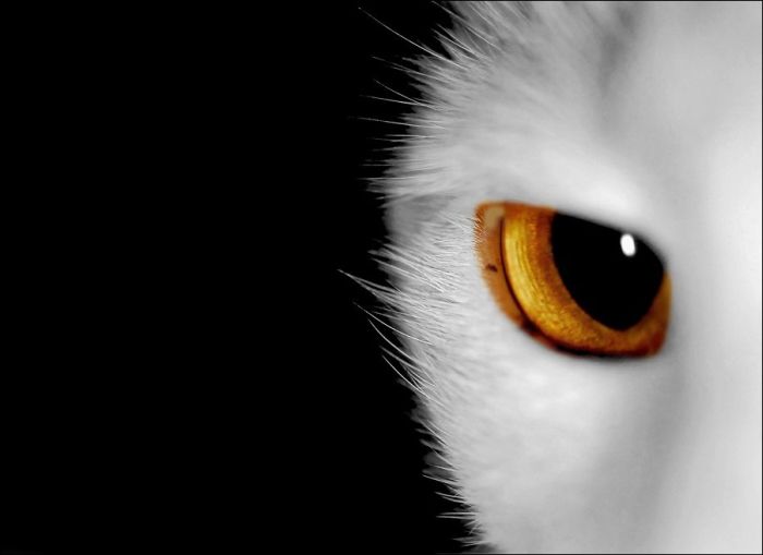 100 Cat Photos (135 pics)