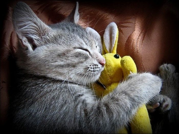 100 Cat Photos (135 pics)