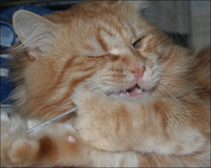 100 Cat Photos (135 pics)