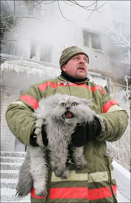 100 Cat Photos (135 pics)