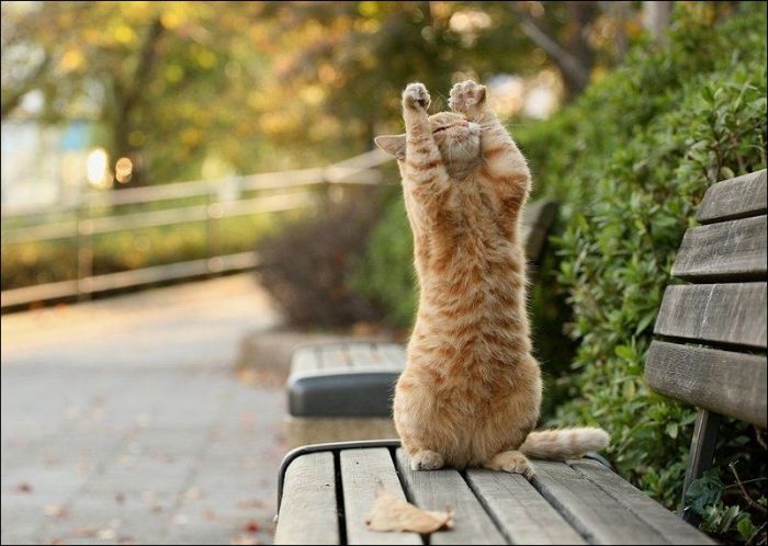 100 Cat Photos (135 pics)