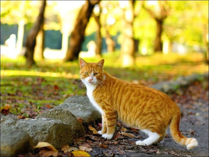 100 Cat Photos (135 pics)