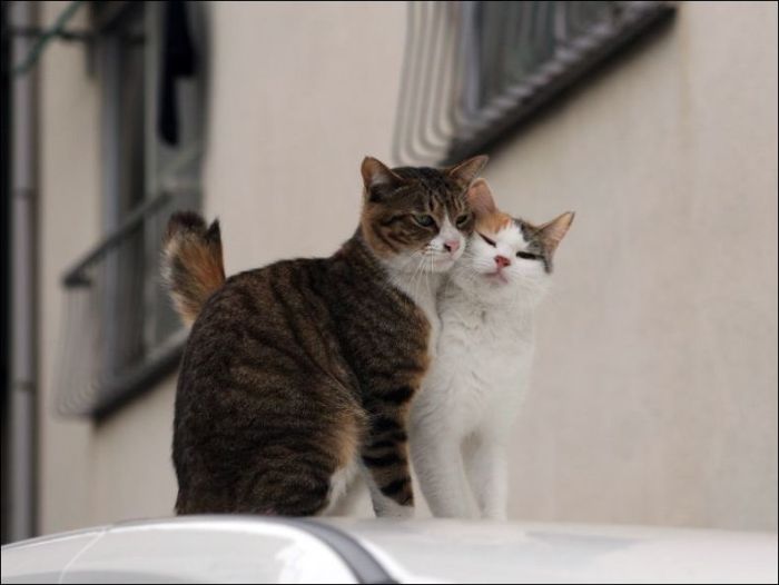 100 Cat Photos (135 pics)