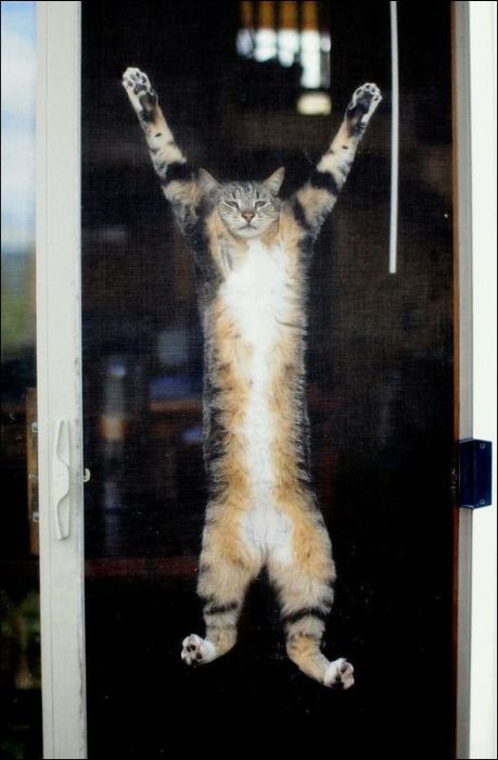 100 Cat Photos (135 pics)