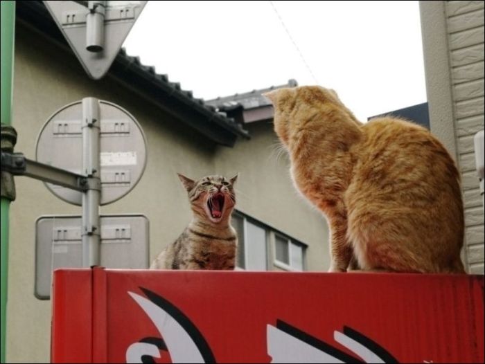 100 Cat Photos (135 pics)