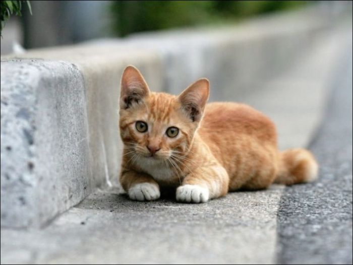100 Cat Photos (135 pics)