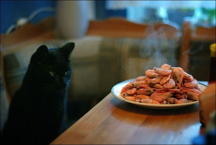 100 Cat Photos (135 pics)