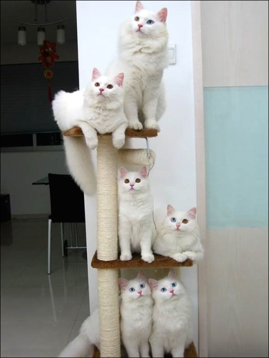 100 Cat Photos (135 pics)