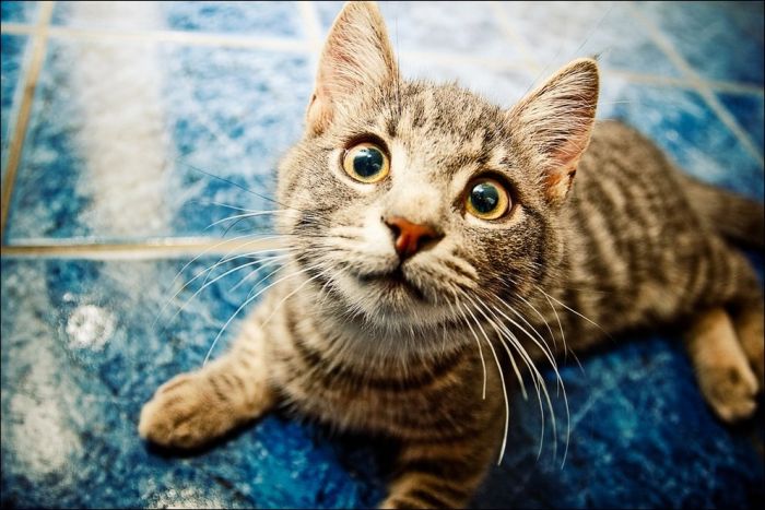100 Cat Photos (135 pics)