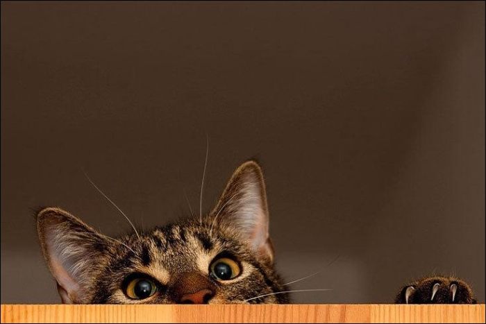 100 Cat Photos (135 pics)