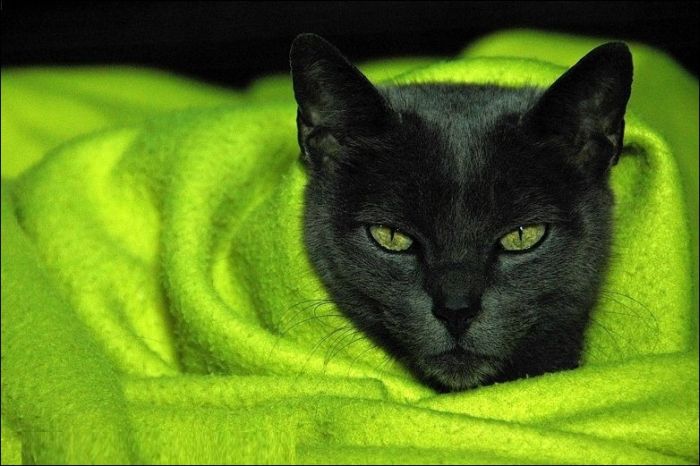 100 Cat Photos (135 pics)