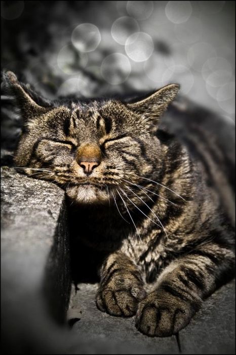 100 Cat Photos (135 pics)